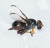 Acrosticta sp.